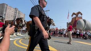 Budweiser Clydesdale Event in Margate [upl. by Leak]