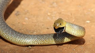 Meet Venomous snakeAfrican hook nosed Most Dangerous snake in World 🌎انتہائی زہریلا سانپ 🐍 [upl. by Okiek]