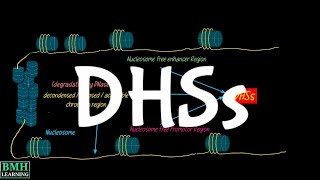 DNase 1 Hypersensitive Sites  DHSs  DNase Seq [upl. by Chassin633]