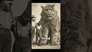 The World’s Biggest Cat Breed Discovered🌍😱 [upl. by Ajroj520]