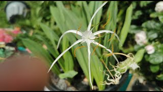 Hymenocallis harrisiana  Mexican Spider Lily one of the strangest flowers and very easy to grow [upl. by Nosduh]