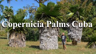 Copernicia Palms Cuba shot in 4KUHD [upl. by Soracco]