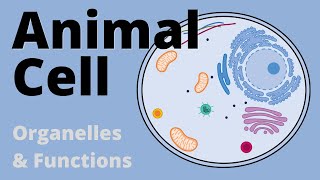 Structure and Function of the ANIMAL CELL explained Organelles [upl. by Anaid]