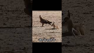 The newborn antelope was attacked by an eagle Its so cruel wildlife animals birdofprey [upl. by Nnaihs]