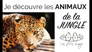 Animaux 4 Je découvre les animaux de la JUNGLE [upl. by Kacey]