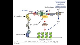 Mecanismos de accion de farmacos anti diabeticos 2da parte [upl. by Mellen]