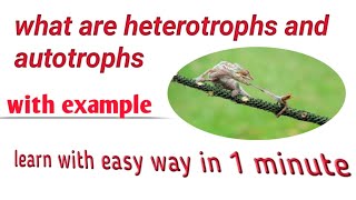 What are heterotrophs and autotrophs easy definition heterotrophsautotrophs [upl. by Yeslehc]