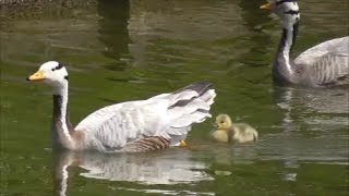 Barheaded Geese with goslings [upl. by Crofoot]