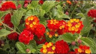 Lantana plant  राई मुनिया पौधा 🤗 गर्मी और सर्दी  pots या Hanging baskets कहीं भी उगाओ [upl. by Conlen]