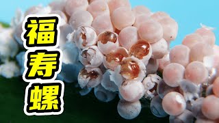 Pomacea canaliculata 福寿螺卵的孵化过程，用牙签会更快更解压 [upl. by Candide]