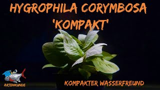 Kompakter Wasserfreund  Hygrophila corymbosa quotKompaktquot  Aquaddicted Artenkunde  XMAS Türchen 17 [upl. by Ley]