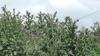 LES CHARDONS plantes de survie épineuses 1ère partie [upl. by Janeczka]