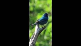 Indigo Bunting and False Blue Indigo nature birdwatching naturelovers birds wildlife flowers [upl. by Tiffanle]