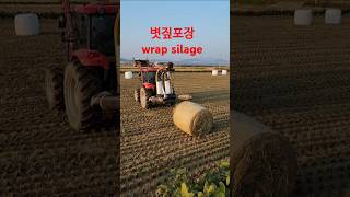 볏짚 포장 wrap silage Korea [upl. by Keefe791]