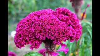 Cockscomb FlowersCelosiaHow To Save Seeds [upl. by Nnylyoj595]