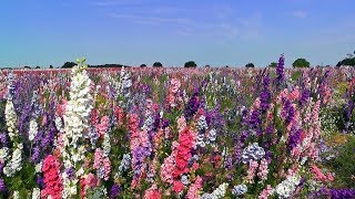 The Confetti Flower Field at Wick [upl. by Hgielra154]