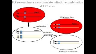 mitotic clone generation using FLPFRT system [upl. by Annahahs]