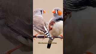 Amazing facts about zebra finches shorts finch nature earth [upl. by Ottavia]