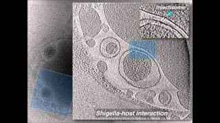 PNAS  Visualization of the type III secretion sorting platform of Shigella flexneri [upl. by Elrebmik594]