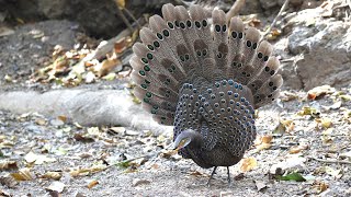 Dance of the Grey Peacock Pheasant  Polyplectron bicalcaratum [upl. by Einor]