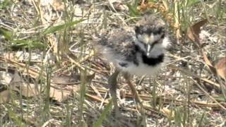 Killdeer Babies [upl. by Ycam46]