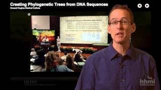 HHMI Educator Tips  Phylogenetic Trees Click and Learn [upl. by Yarrum366]