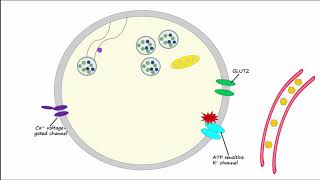 Regulation of Insulin Release and Insulin Action [upl. by Shurlock]