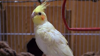 1 Hour of Cockatiel Parrots Relaxing Bird Sounds amp Cute Moments [upl. by Carvey848]