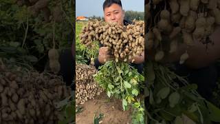 Groundnut farming satisfying shortsfeed food [upl. by Strickman]