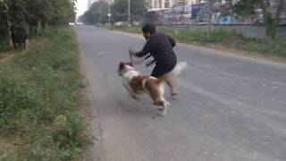 Aggressive Barking Saint Bernard [upl. by Timoteo]