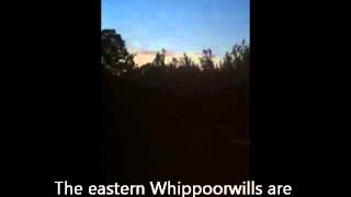 Whippoorwill Call in Central North Carolina [upl. by Eenyaj]