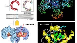 Toll Like Receptor structural details of TLR [upl. by Einnos]