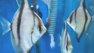 Mono Sebae Care Guide  Caring for Mono sebae Tank mates feeding breeding mono fish compare [upl. by Okir68]