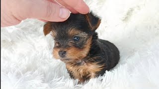 Reserved 5 Week Old Teacup Yorkie Girl February 17 2024 [upl. by Adiehsar79]