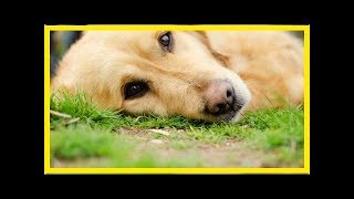 Epilepsie bei Hunden Ursachen und Symptome [upl. by Ynoffit]