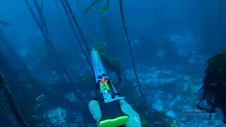 Spearfishing with New Salvimar Hero 105 Speargun  False Bay [upl. by Ataymik]