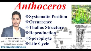 Anthoceros Life Cycle Classification Thallus structure Reproduction Sporophyte [upl. by Nunciata108]