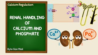 Renal Regulation of Calcium and Phosphate  Calcium Homeostasis  Endocrine  Renal Physiology [upl. by Reve]