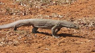 Bengal Monitor Varanus bengalensis Yala National Park Sri Lanka [upl. by Ardine]