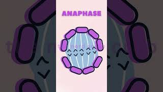 Phases of Mitosis  shortsvideo viralshorts shorts science mitosis [upl. by Nylcaj]