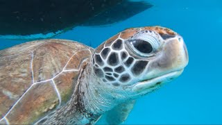 Snorkeling in Carlisle Bay Barbados [upl. by Chew]