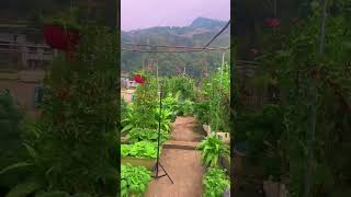 Potted tomato tomato rurallife plantingtips gardening gardeningtips vegetables [upl. by Evanthe862]