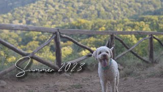 Summer 2023  With Lagotto Romagnolo Aldo🩷💜💫 [upl. by Chatav305]