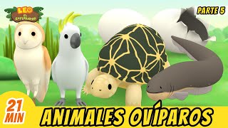 Animales Ovíparos Episodio Compilación Parte 57  Leo El Explorador Episodio  Animación [upl. by Anaerb974]