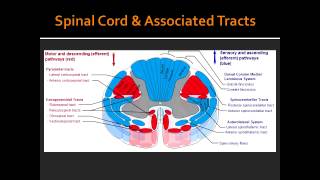 Spinal Cord amp Associated Tracts Anatomy [upl. by Anilos]