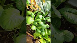 OCTOBER  Tatsoi harvest allotment tatsoi asiangreen gardening [upl. by Jerold]