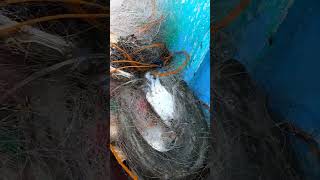 Daming sumalang sana fishing seafood fish food shortvideo shortsvideo shorts short [upl. by Irrak]