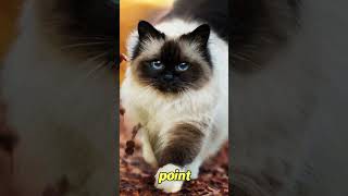 The Mysterious Charisma of Birman Cats 5 Enchanting Facts to Discover  FelineGood shorts [upl. by Netfa862]