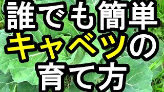 誰でも簡単キャベツの作り方 手間もコストもかからない！おいしいキャベツの栽培方法 注意すべきポイントをご紹介します 実際の作業もご覧ください [upl. by Ecnerwal]