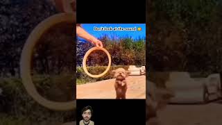 Reaction video with dog viralshorts [upl. by Atikat]